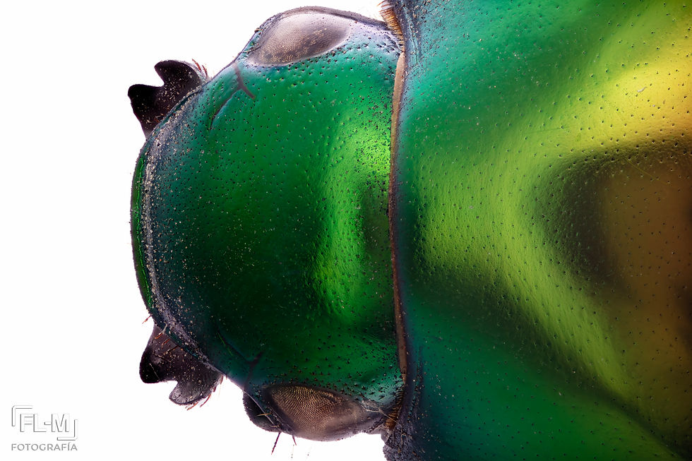 ree
