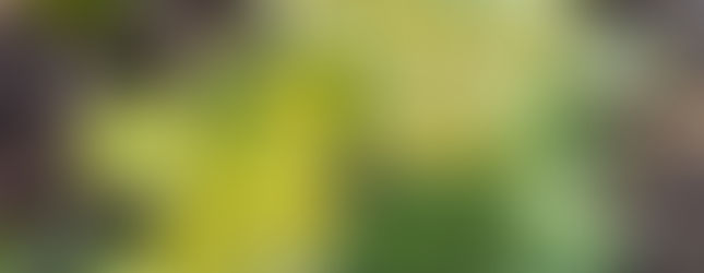 Hohe Schlüsselblume mit gelben Blüten