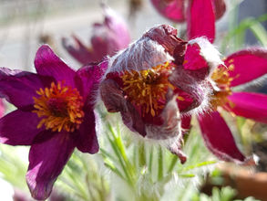 Heimische Frühlingsblüher für den insektenfreundlichen Garten oder Balkon