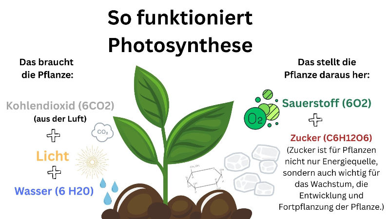 So funktioniert fotosynthese - grafisch dargestellt. In der Mitte befindet sich eine Pflanze. Links von der Pflanze steht: Das braucht sie: Kohlendioxid (6CO2) aus der Luft + Licht + Wasser (6H20). Links von der Pflanze steht: Das stellt die Pflanze her: Sauerstoff (6O2) + Zucker (C6H12O6) (Zucker ist für Pflanzen nicht nur Energiequelle, sondern auch wichtig für das Wachstum, die Entwicklung und ihre Fortpflanzung der Pflanze. ) Copyright: Stefanie Kießling/ www.zerowastefamilie.de