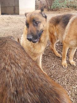 IMG-20260327-WA0010