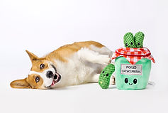 Dog posing with a dog toy