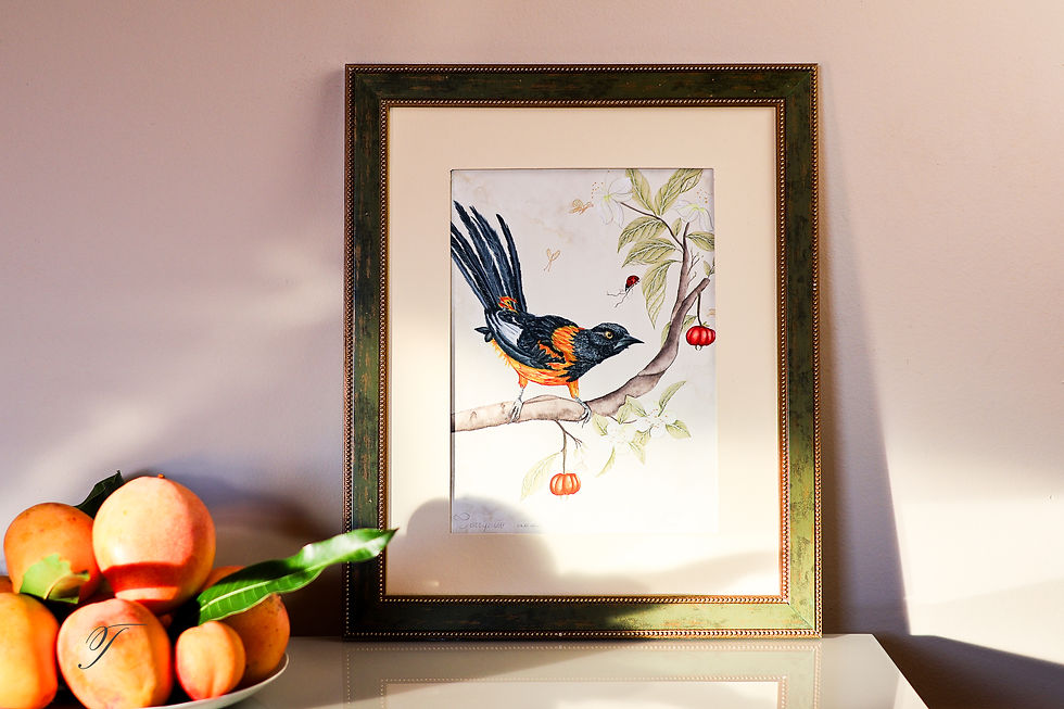 Framed original gouache painting of a black & orange bird perched on a branch, displayed on a softly lit wall with decorativ