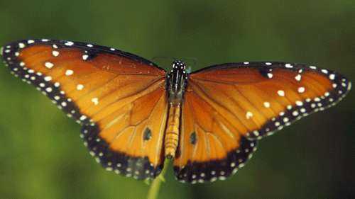 wings butterfly GIF by TED.gif