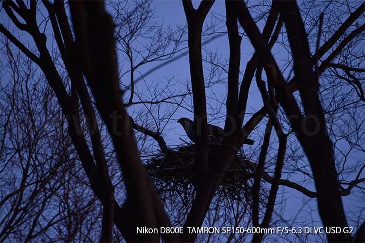 オオタカ、オス Northern Goshawk
