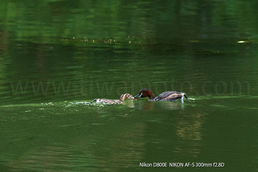 カイツブリ、恐る恐る親鳥からエサを受け取るヒナ