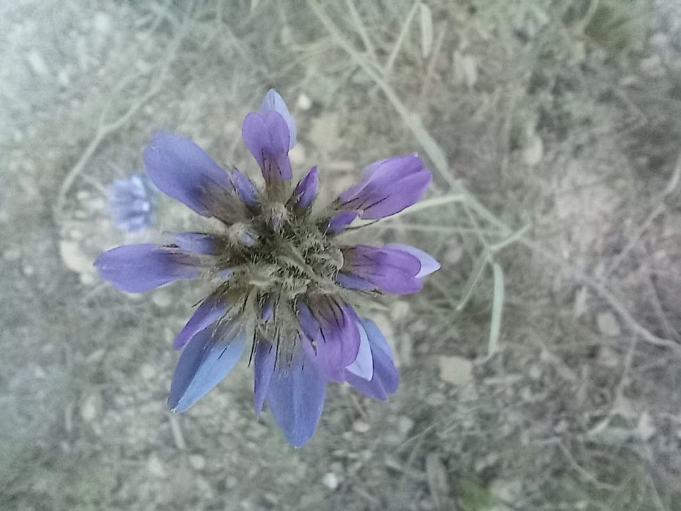 Trébol Hediondo (Bituminaria Bituminosa)