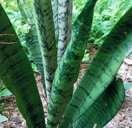 Sansevieria trifasciata (lengua de suegra)_edited.jpg