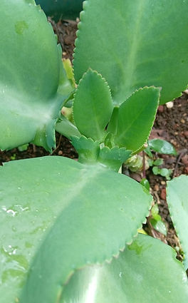Kalanchoe daigremontiana (mala madre).jpeg