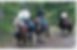 South Algonquin Trails - Horseback r