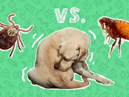 Ticks and Fleas on Dogs: Causes and Effective Remedies