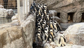 🐧ペンギン水族館へ行ってきました!🐧