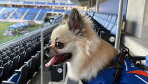 🟦🟧ソルくん、開幕準備は万端!⚽🐶