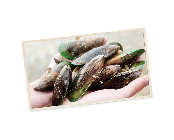 museels