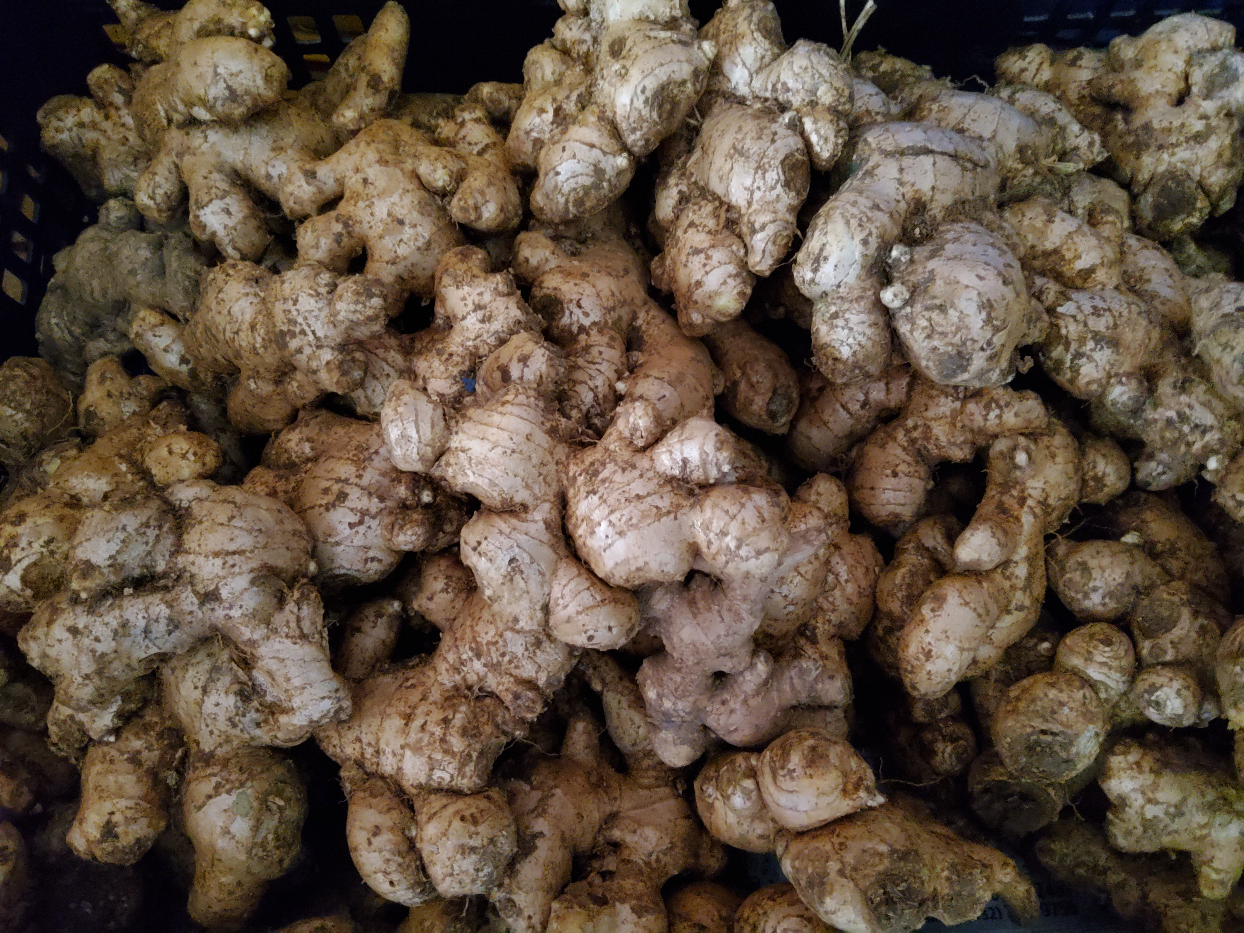 Kimba - (Luy-a) - Ginger