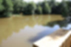 pochard (2)