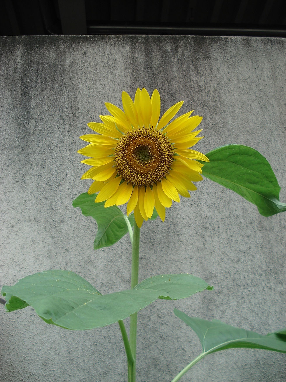 DSC02369_edited