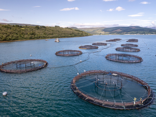 Fish Farming in Nigeria - How Do You Create a Successful Business?