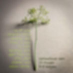 Brieža gaļas bumbiņas | Pagatavošanas gaita