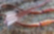 falcon archery_edited.jpg