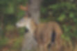 pre-rut-bucktail-deer_haugen.jpg