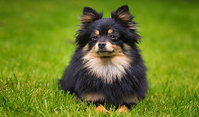 spitz_nain_2.jpeg
