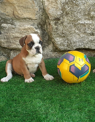 Bouledogue
