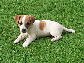 Jack russel