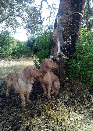 basset fauve bretagne