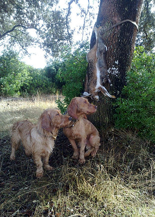 basset fauve bretagne