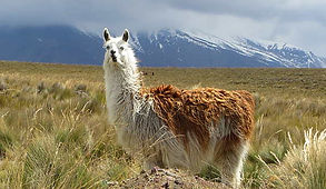 Llama.jpeg