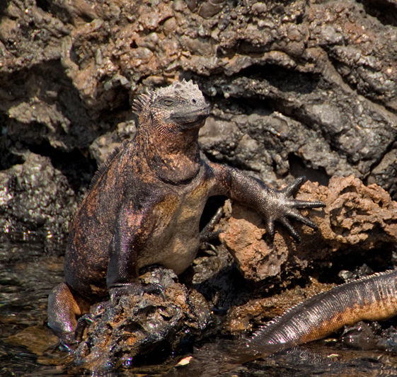 Iguana