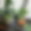 Thumbnail: Plants