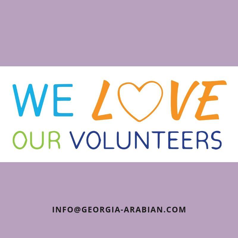 Volunteer Arabian Horse