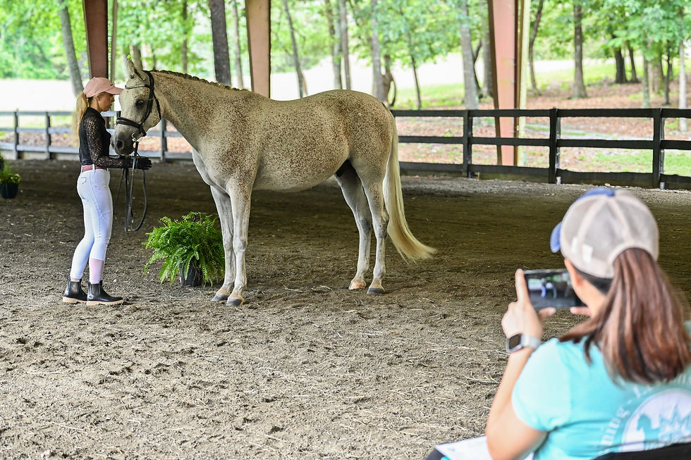 My friend, Jessica N., kindly videoing my in hand work with purebred Arabian gelding Enzos Inspiration at an educational demonstration so I am able to review the video later.