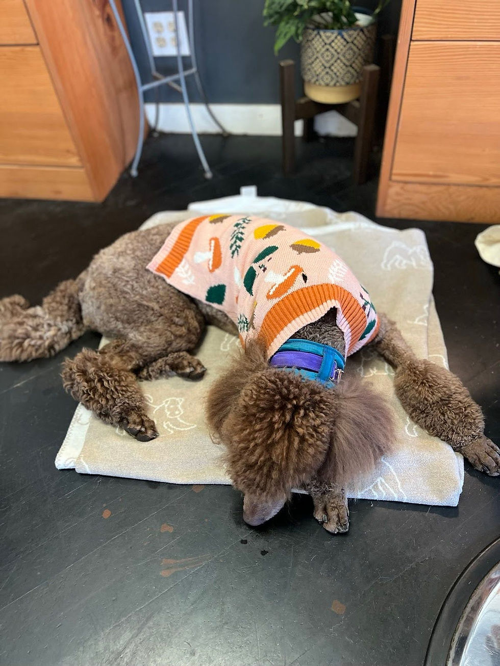 Eleanor is learning to settle on her mat at Attic Hair Studio in Kitsilano