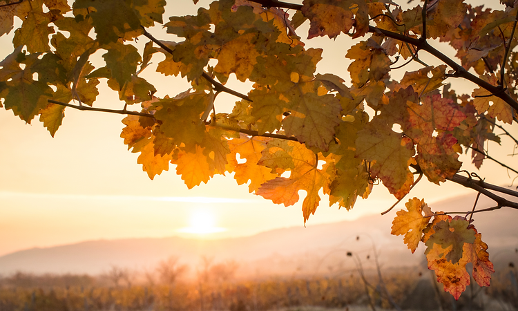 St. Georges Weinblaetter.png