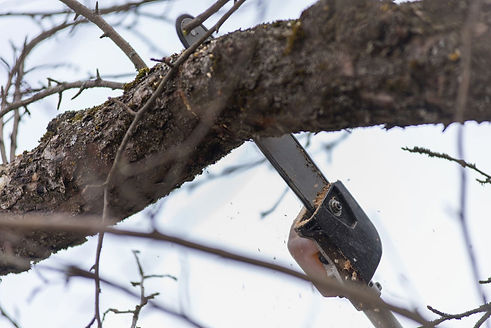 tree trimming.jpg