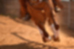 The close-up view of galloping horse on the arena on the red clay .jpg