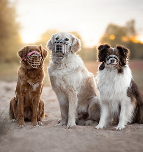 HundeschulePfalzfelle45Internet_edited_edited_edited_edited.jpg