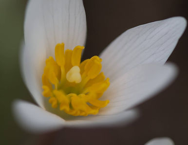 Open flower of the Bloodroot