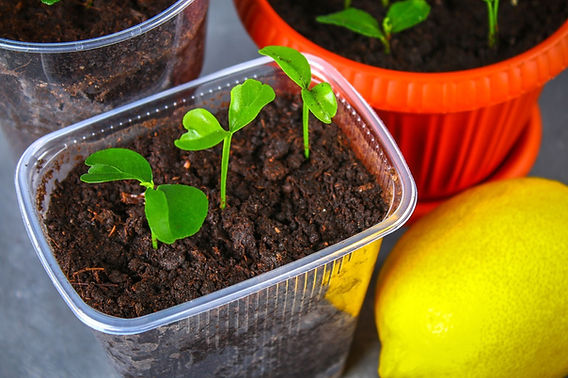 Grow a Garden From Fruit Seeds