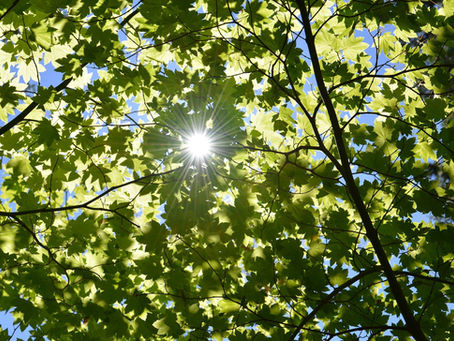 Farmer Scientist: Photosynthesis and Respiration Experiment