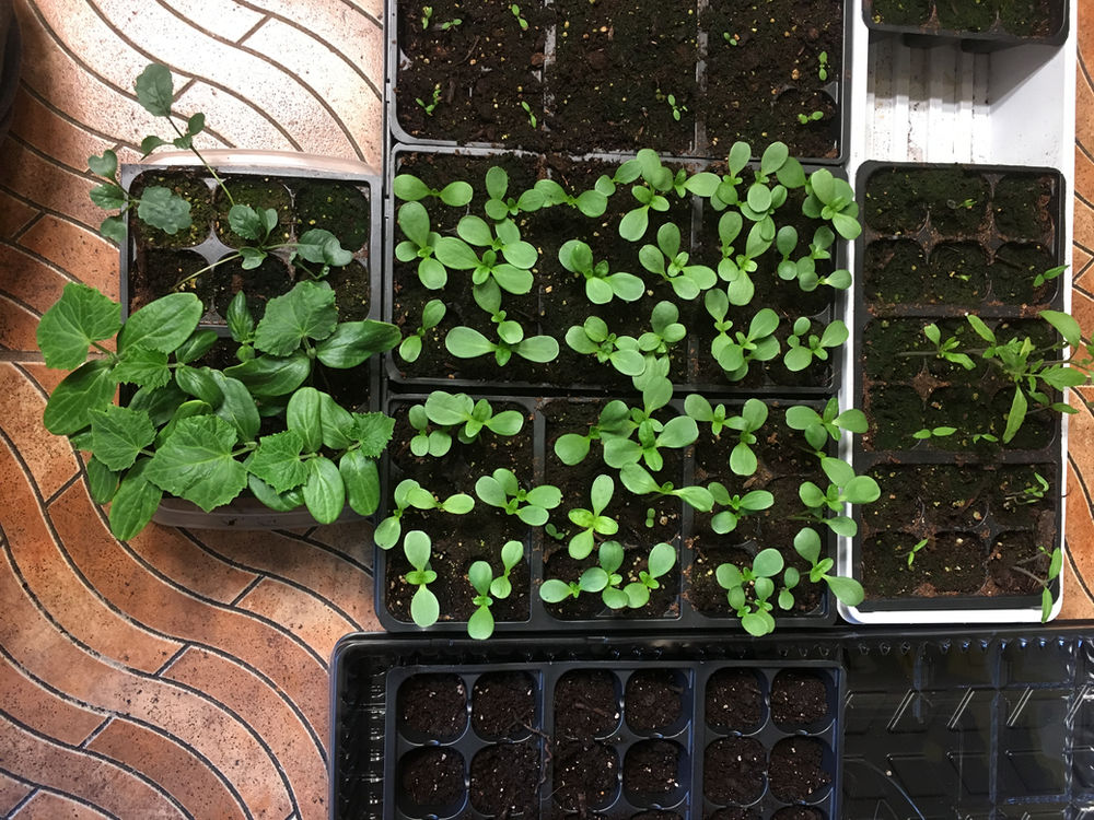 Thinning Seedlings