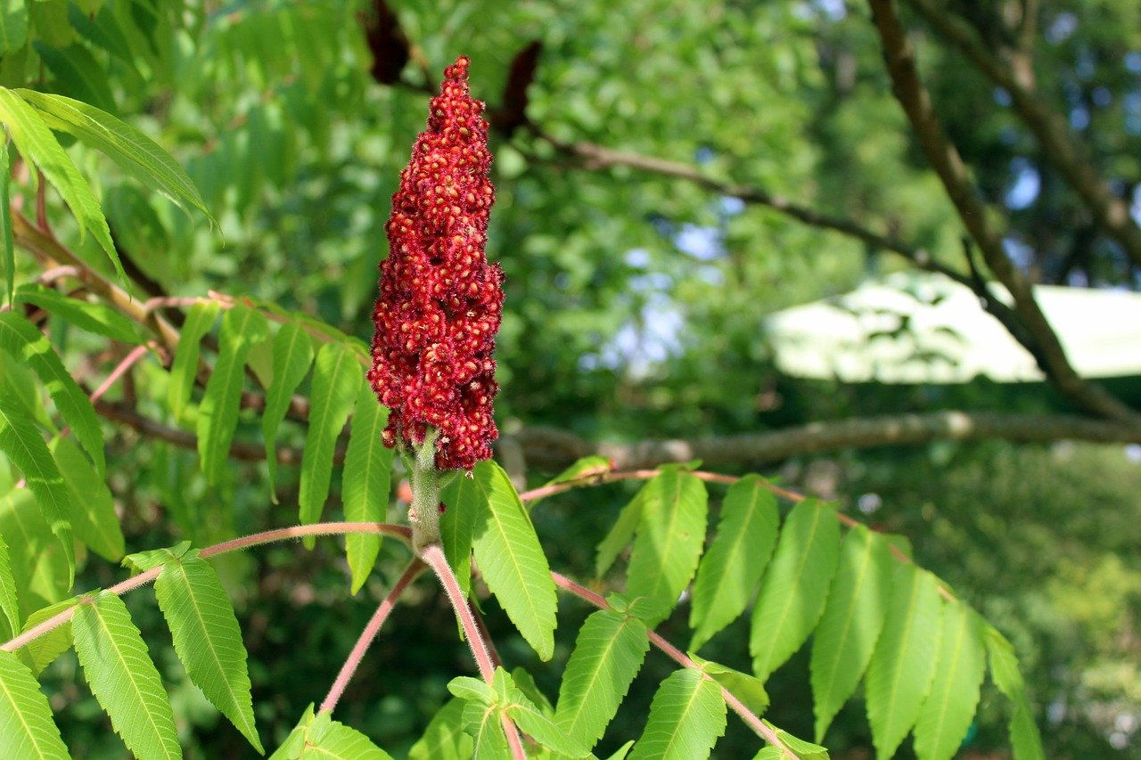 Wild Sumac