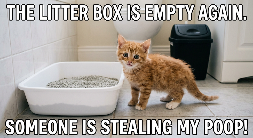 Orange kitten beside empty litter box in bathroom, with meme text about stolen poop.