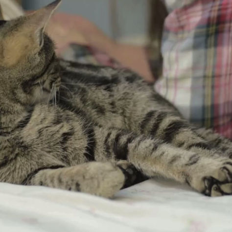 Why Does My Cat Wake Me Up 