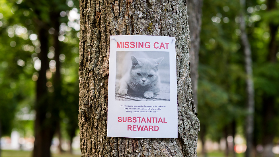 Missing cat poster