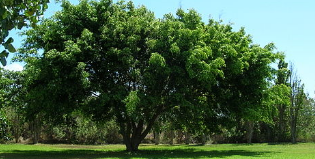ree