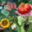 photo légumes